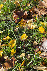 Image showing autumn foliage trees,