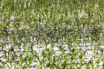 Image showing Field with corn