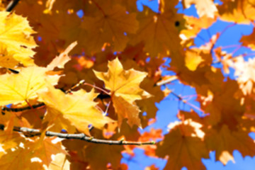 Image showing autumn in the park