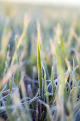 Image showing wheat during frost