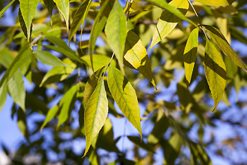 Image showing yellowing leaves on the trees