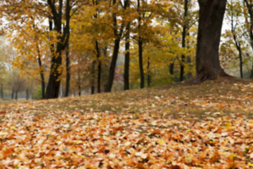 Image showing autumn in the park