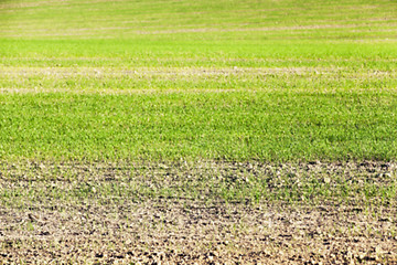 Image showing young grass plants, close-up