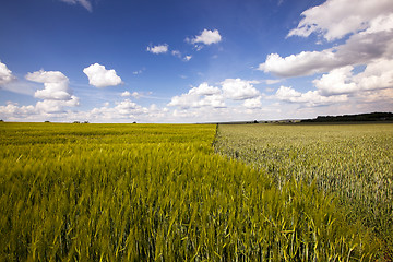 Image showing field with cereals