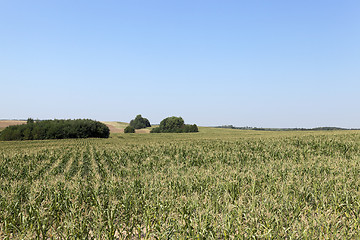 Image showing Field of green corn