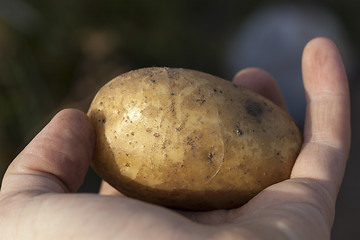 Image showing Potatoes in hand