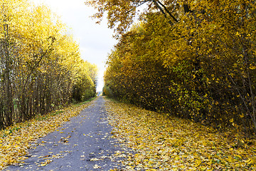 Image showing autumn foliage and rural road,