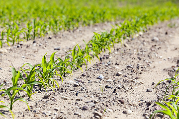 Image showing Field of green corn