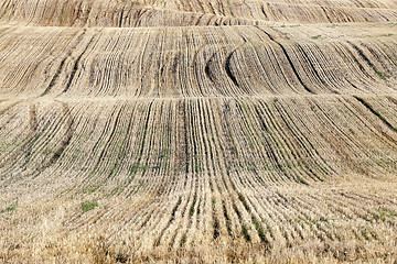 Image showing agricultural field, cereals