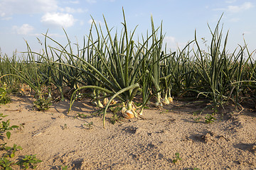 Image showing field with green onions