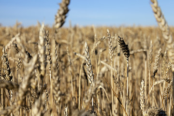 Image showing farm field cereals