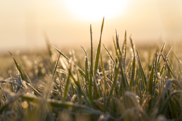 Image showing young grass plants, close-up