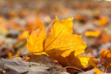 Image showing autumn in the park