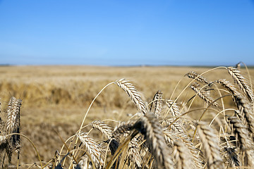 Image showing farm field cereals