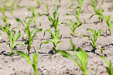 Image showing corn field. close-up