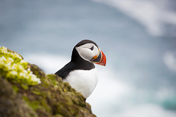 Image showing Atlantic Puffin