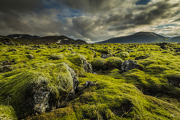 Image showing Icelandic moss