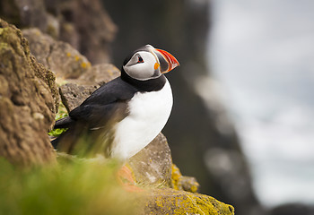 Image showing Atlantic Puffin