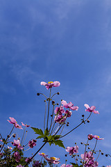 Image showing Flower Anemone Hupehensis Shot From Low Angle