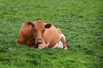 Image showing resting cow