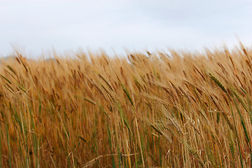 Image showing ripened corn