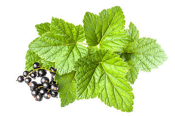 Image showing Currants