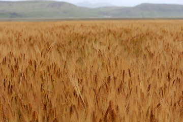 Image showing Golden corn