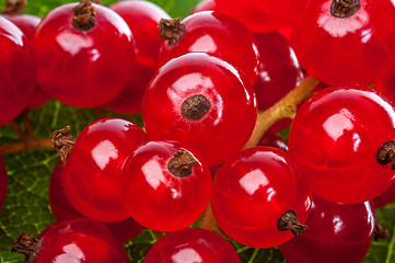 Image showing Currants