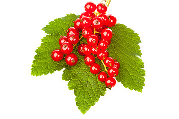 Image showing Currants