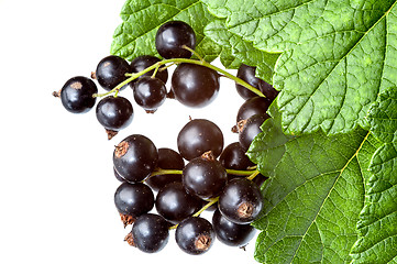 Image showing Currants