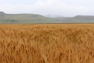 Image showing field of corn