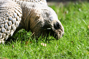 Image showing giant turtle