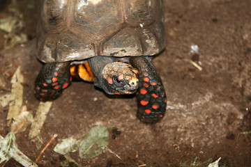 Image showing Turtle walking