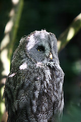 Image showing Great grey owl