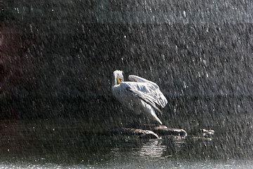 Image showing pelican in rain