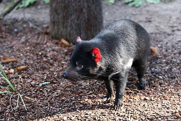 Image showing Tasmanian devil