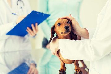 Image showing close up of vet with dachshund dog at clinic