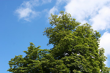 Image showing Tree and sky