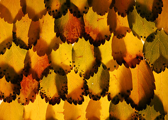 Image showing feathered leaves