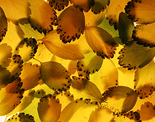 Image showing backlit leaves