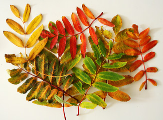 Image showing colors of autumns