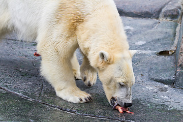 Image showing White bear