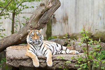 Image showing Tiger