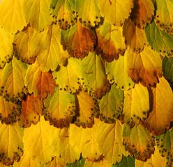 Image showing Yellow leaves pattern