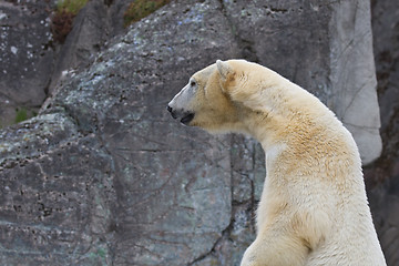 Image showing White bear