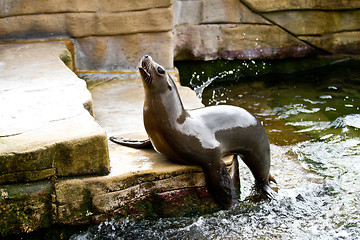 Image showing Pinniped- seal 