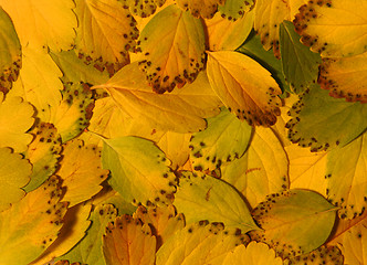 Image showing leaves of yellow