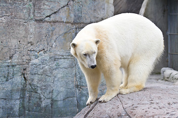 Image showing White bear