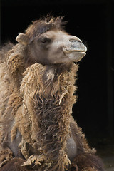 Image showing Camel