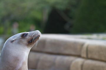 Image showing Pinniped- seal 